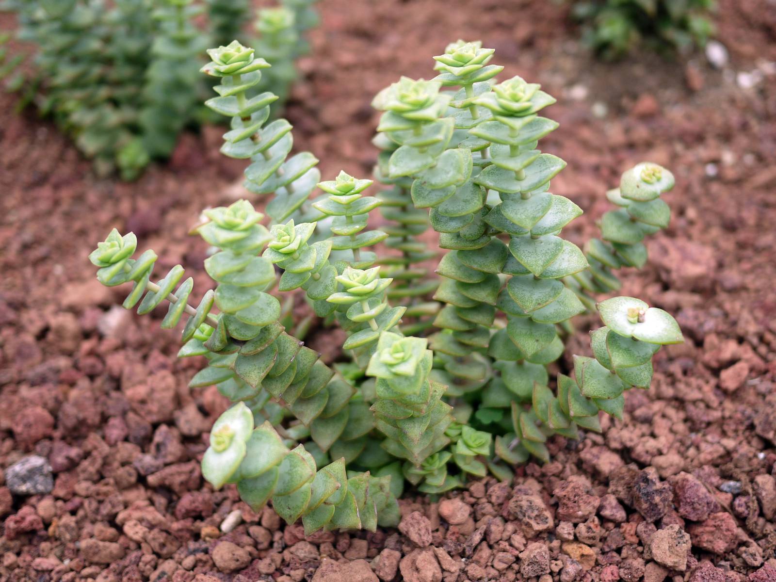 In foto, un bellissimo esempio di crassula perforata variegata. In foto, un bellissimo esempio di crassula perforata variegata.
