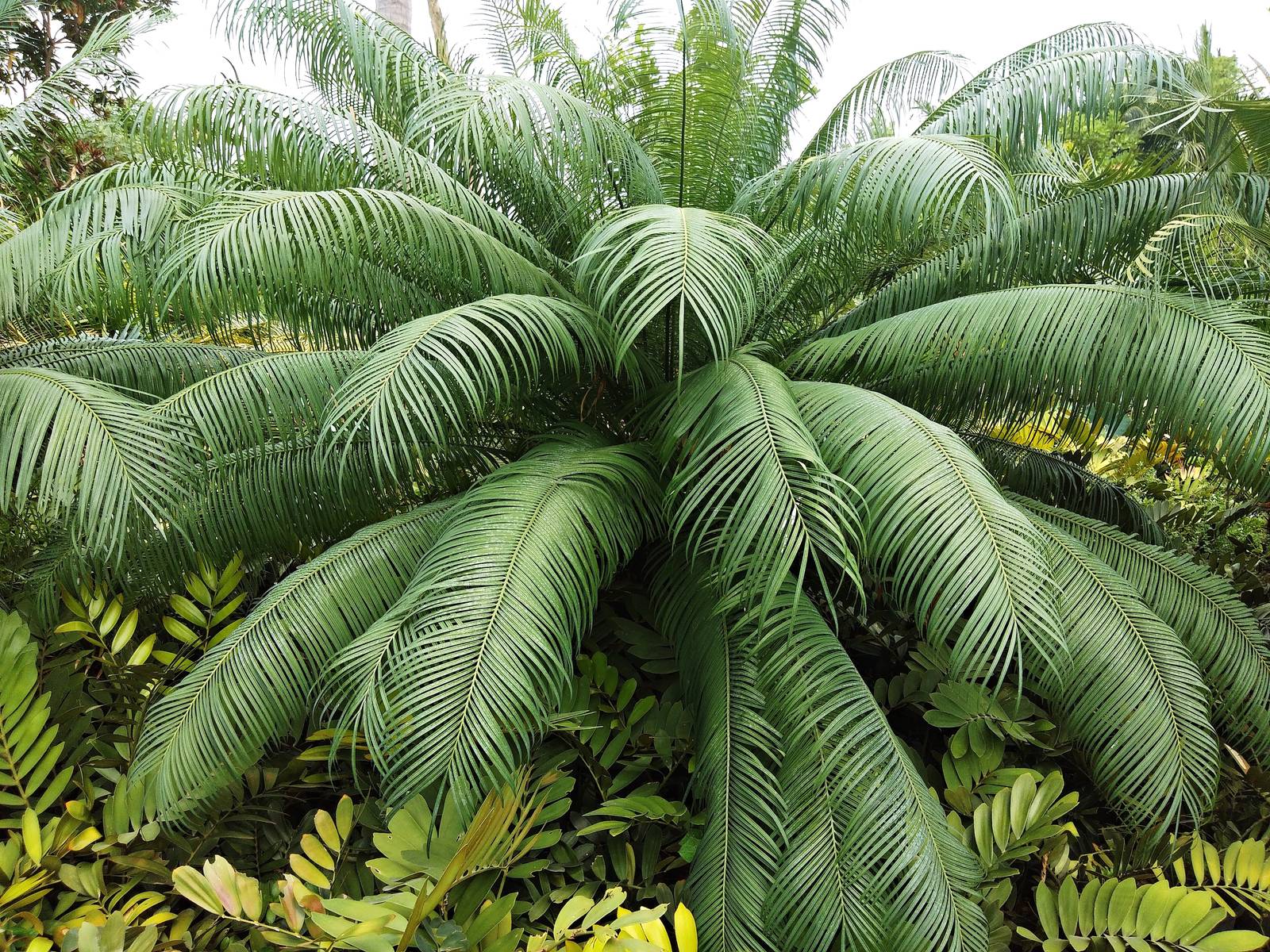 In foto, un magnifico esemplare di cycas chamaoensis.
