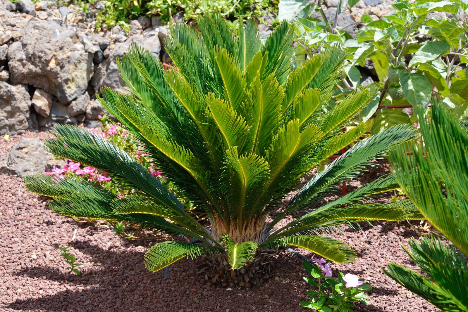 I cycas si prestano perfettamente anche alla coltivazione in vaso: questo le rende delle bellissime palme d'appartamento.