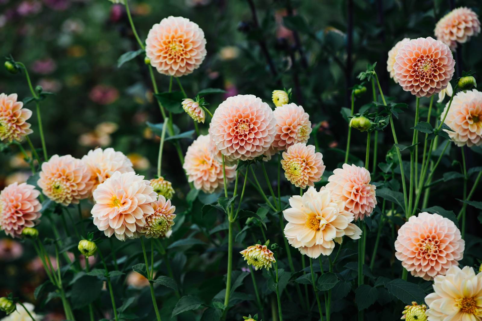 In foto, la dalia "Sweet Suzanne".