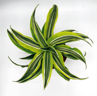 La dracena è una pianta decorativa per lo splendido fogliame, poiché la fioritura non sempre è garantita nel nostro Paese.