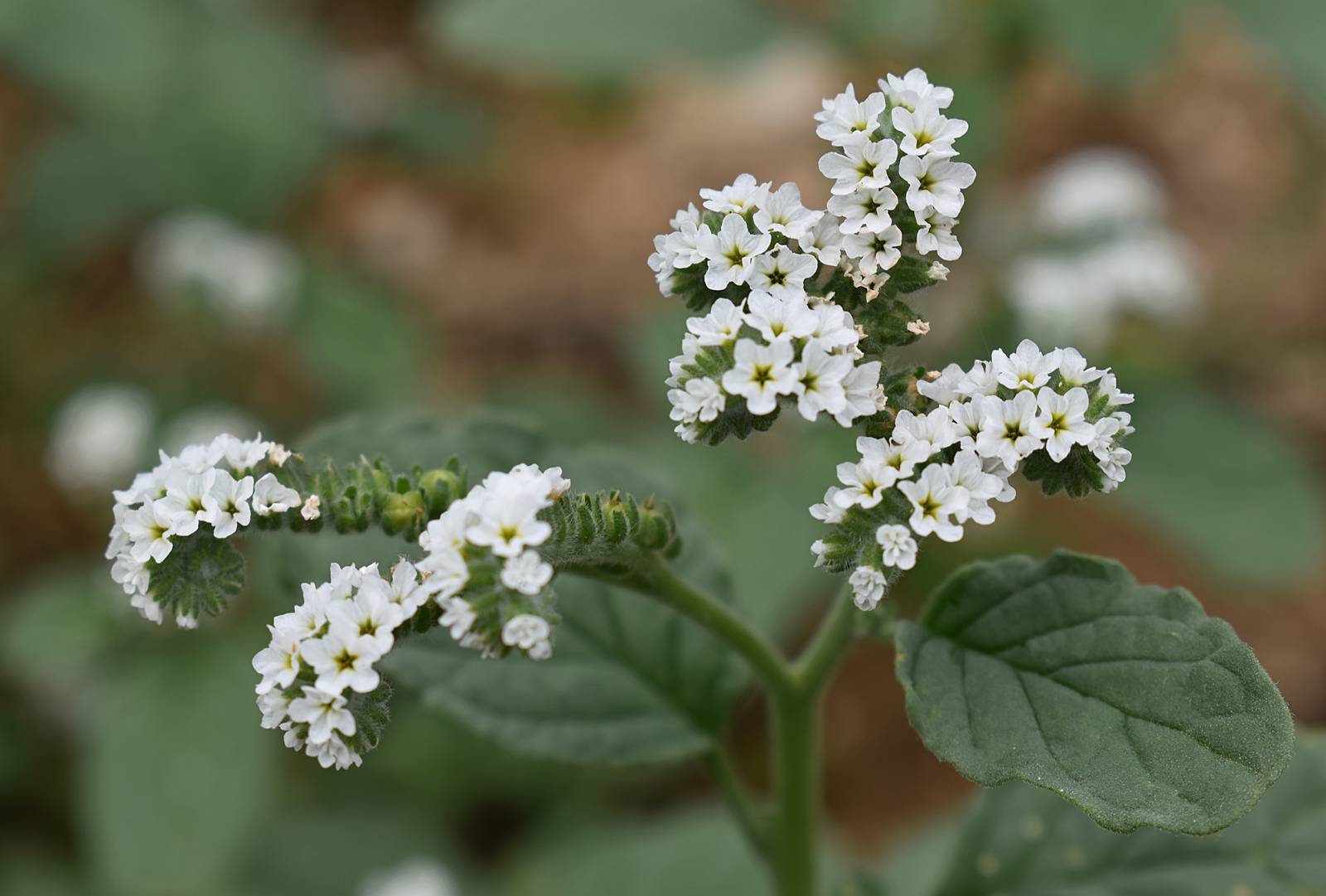 Un esemplare di eliotropio dai bellissimi fiorellini bianchi.