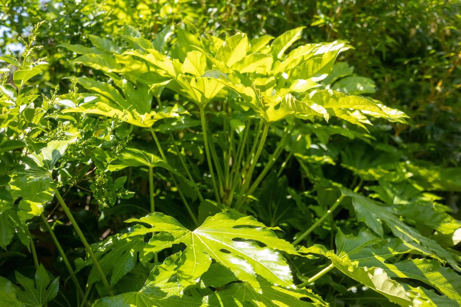 La fatsia ha bisogno di piena luce per crescere rigogliosa. La fatsia ha bisogno di piena luce per crescere rigogliosa.