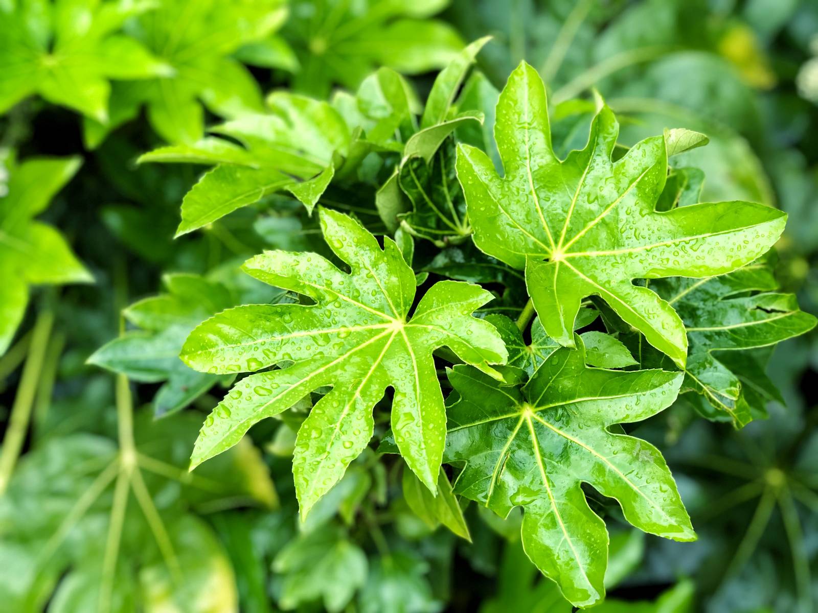 La fatsia presenta foglie di colore verde bottiglia nella pagina superiore e verde più chiaro nella pagina inferiore. La fatsia presenta foglie di colore verde bottiglia nella pagina superiore e verde più chiaro nella pagina inferiore.