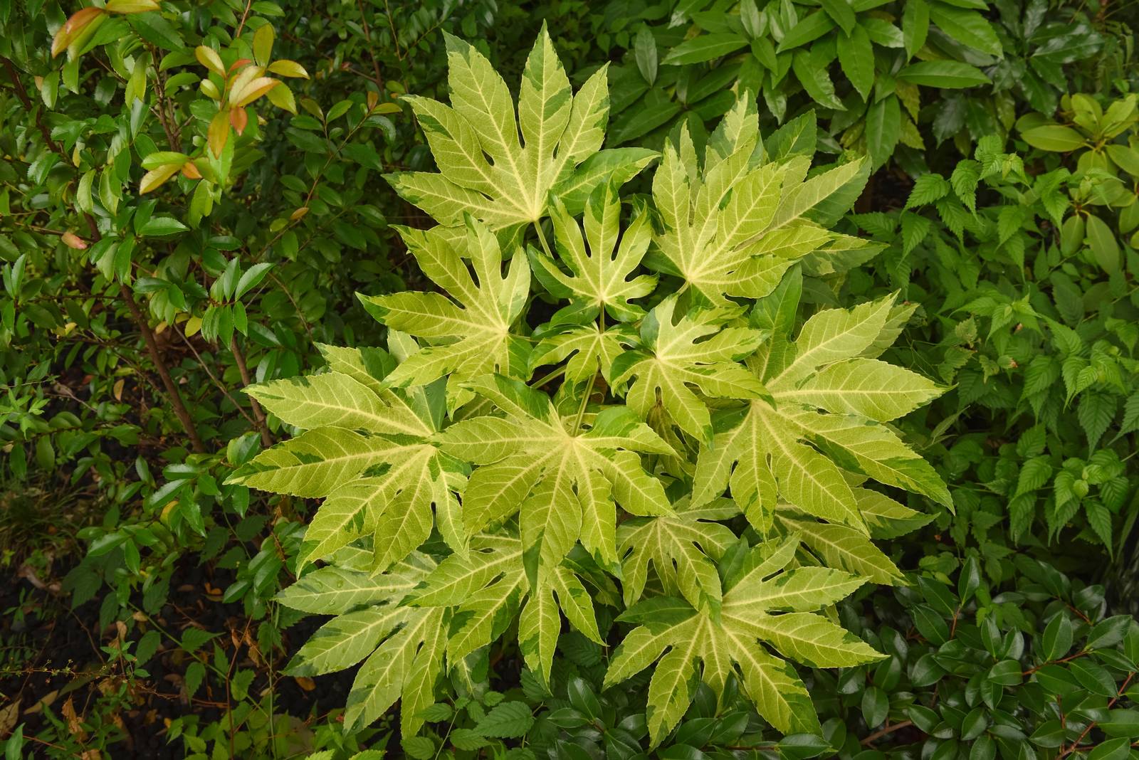 In alcune regioni, la fatsia si può trapiantare in piena terra in giardino. In alcune regioni, la fatsia si può trapiantare in piena terra in giardino.