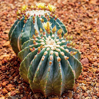 Un cactus della varietà Ferocactus.