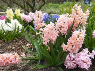 Il giacinto è il fiore giusto per portare allegria in ogni ambiente, in giardino o dentro casa.