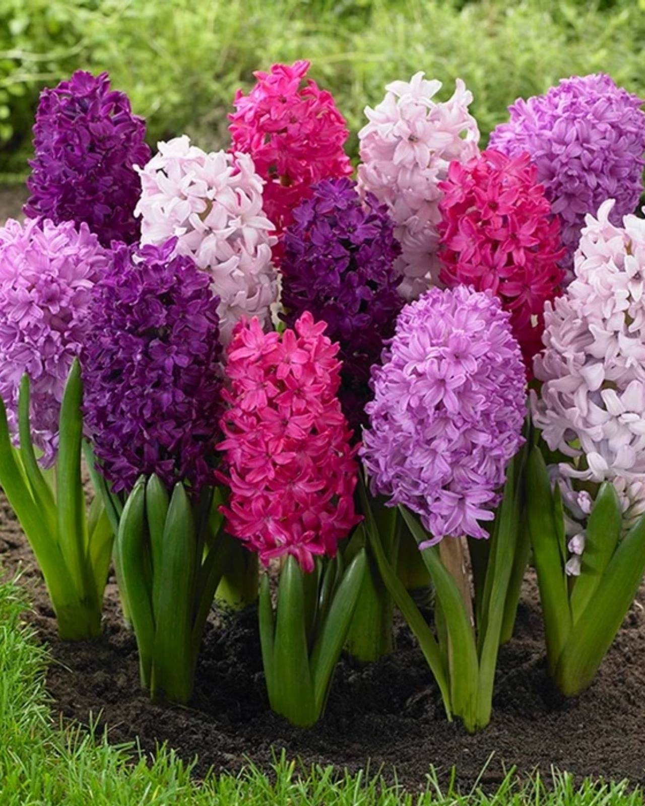 Come si vede in foto, il giacinto produce fiorellini molto profumati, fitti e di forma campanulata. Come si vede in foto, il giacinto produce fiorellini molto profumati, fitti e di forma campanulata.