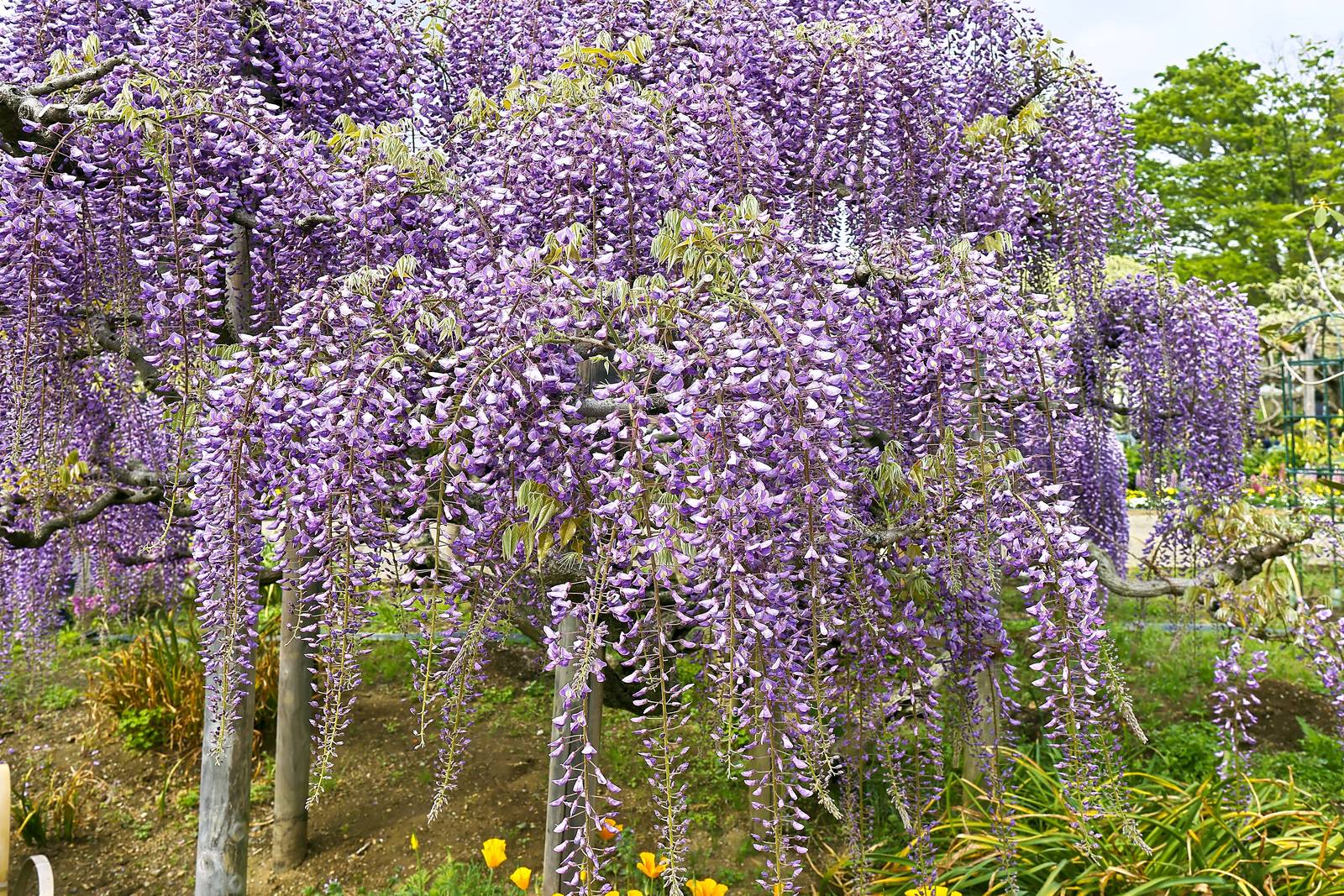 Prima di mettere a dimora il glicine, bisogna considerare l'ingombro che la pianta occuperà in giardino, conseguenza della sua capacità di crescita molto vigorosa. Prima di mettere a dimora il glicine, bisogna considerare l'ingombro che la pianta occuperà in giardino, conseguenza della sua capacità di crescita molto vigorosa.