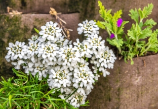 L'iberis produce le sue bellissime infiorescenze soprattutto durante il periodo primaverile.