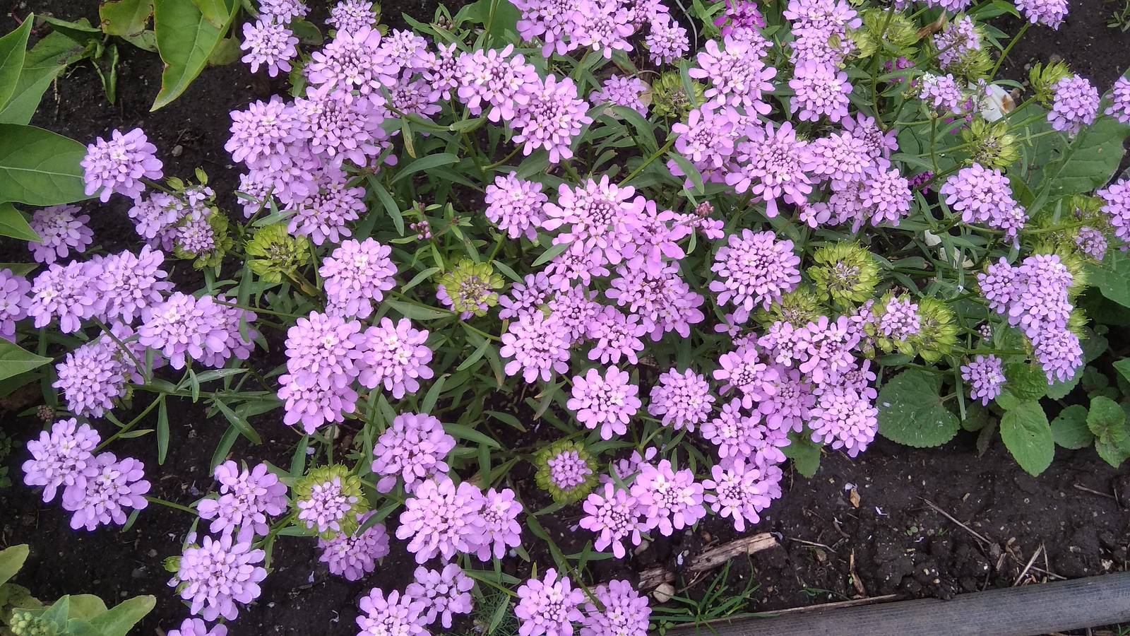 Sebbene comunemente l'iberis presenti fiori bianchissimi, esistono varietà con infiorescenze rosa e violetto. Sebbene comunemente l'iberis presenti fiori bianchissimi, esistono varietà con infiorescenze rosa e violetto.