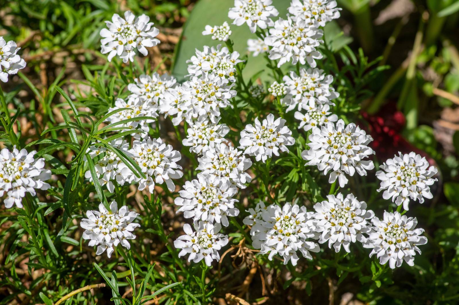 L'iberis ha portamento tappezzante e tende a creare bellissimi cuscini fioriti, anche ricadenti. L'iberis ha portamento tappezzante e tende a creare bellissimi cuscini fioriti, anche ricadenti.
