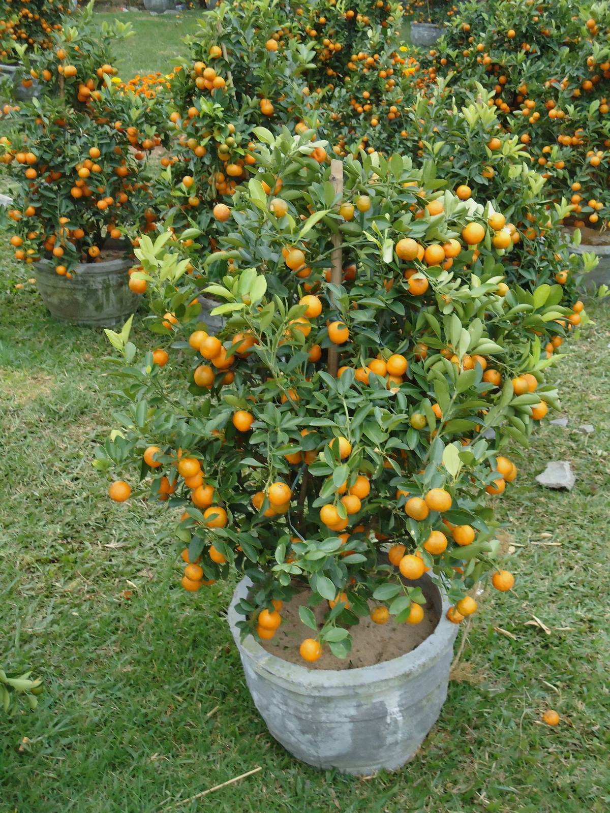 Il kumquat è un piccolo agrume che si presta perfettamente alla coltivazione in vaso.