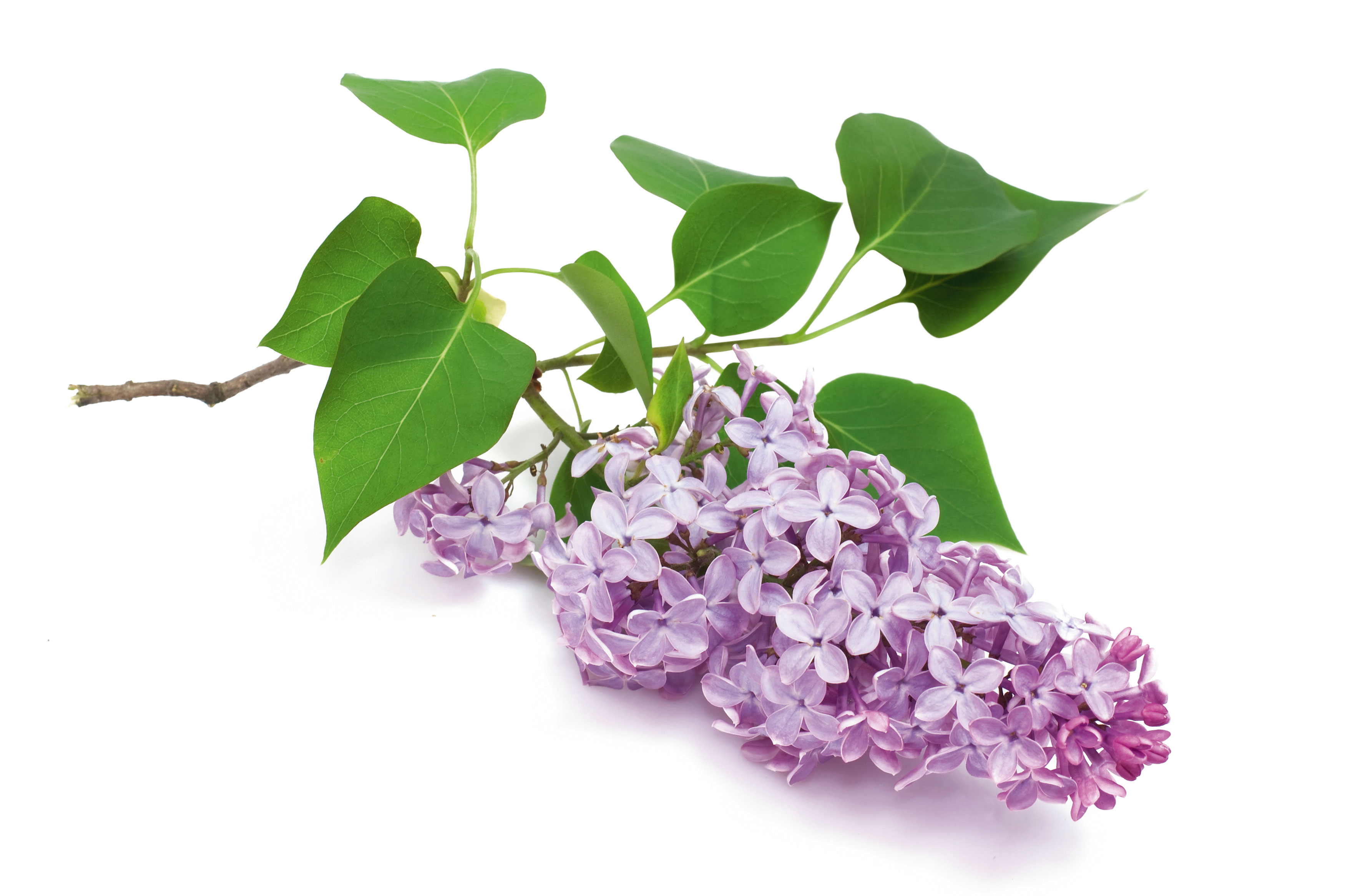 I fiorellini di lillà sono piccoli, semplici, riuniti in pannocchie terminali profumate. I fiorellini di lillà sono piccoli, semplici, riuniti in pannocchie terminali profumate.