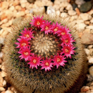 Mamillaria
