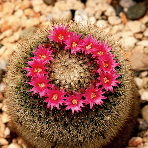 Mamillaria