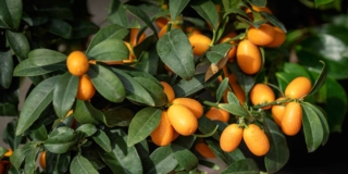 Kumquat o mandarino cinese