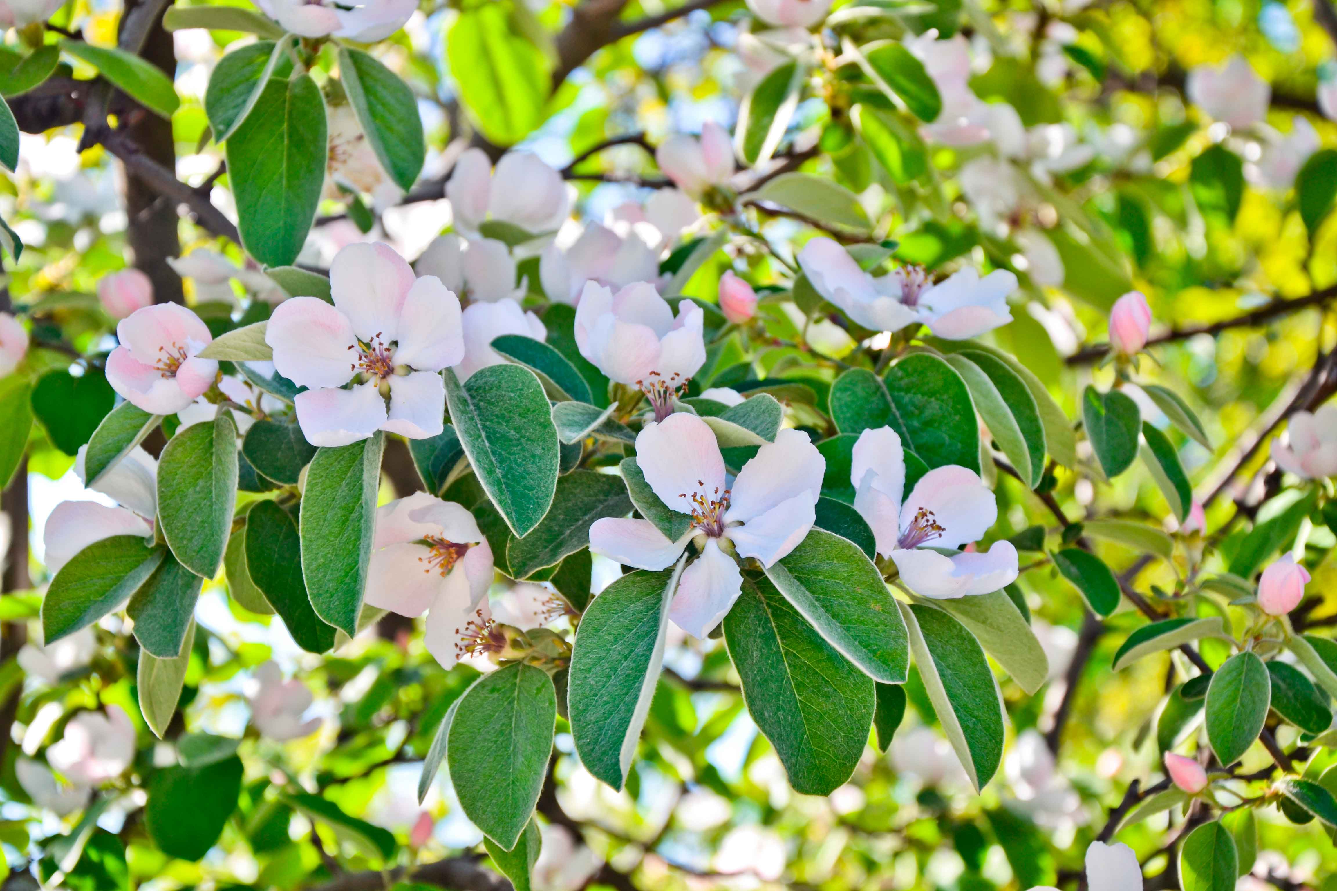La fioritura del cotogno è un evento davvero suggestivo poiché i fiori sono delicati e molto decorativi. La fioritura del cotogno è un evento davvero suggestivo poiché i fiori sono delicati e molto decorativi.