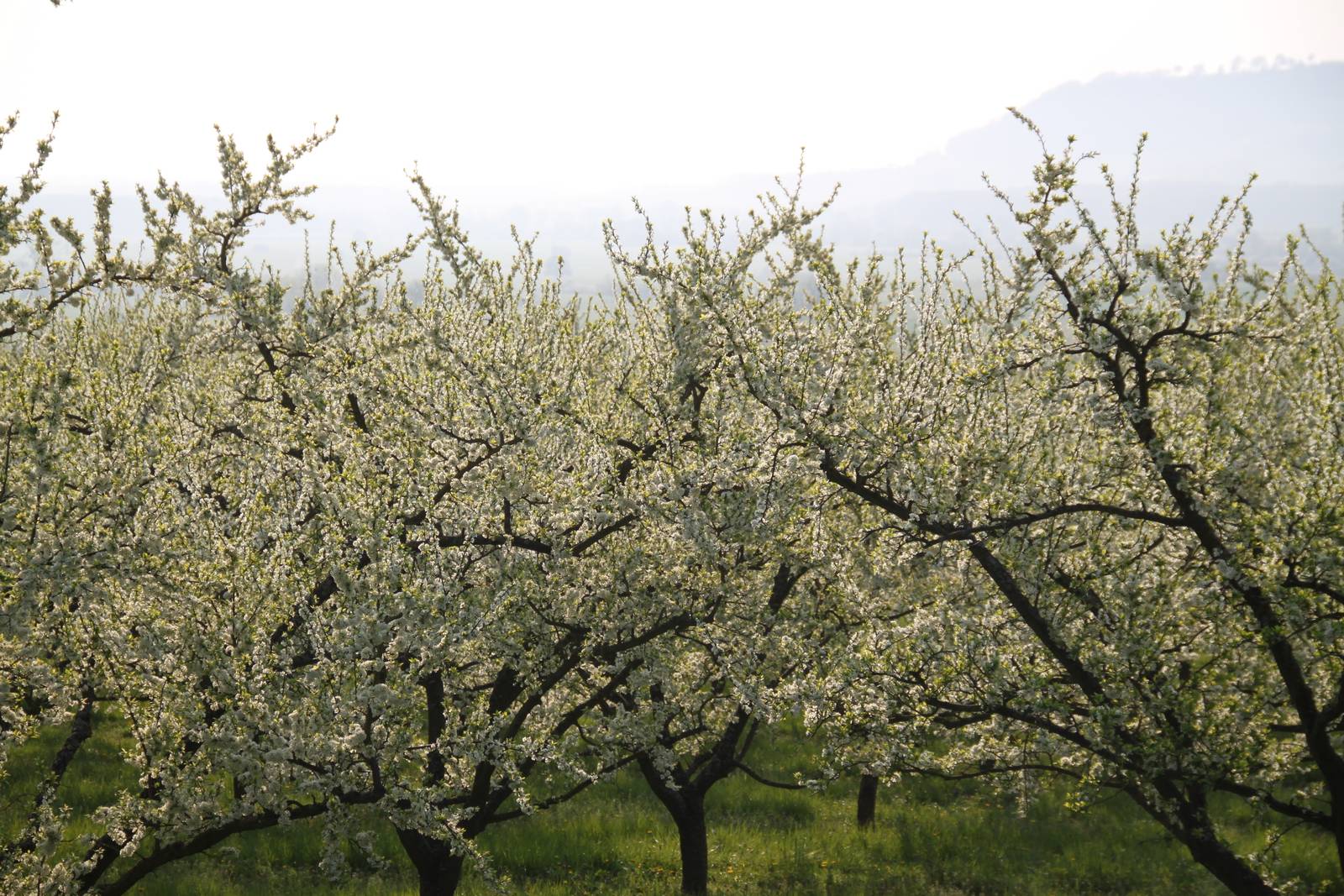 Il mirabolano ama le esposizioni ben soleggiate. Il mirabolano ama le esposizioni ben soleggiate.