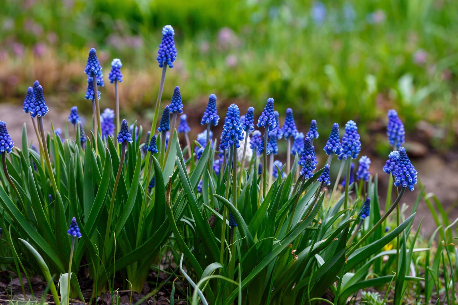 I muscari sono piante da esterno, coltivabili anche in vaso.