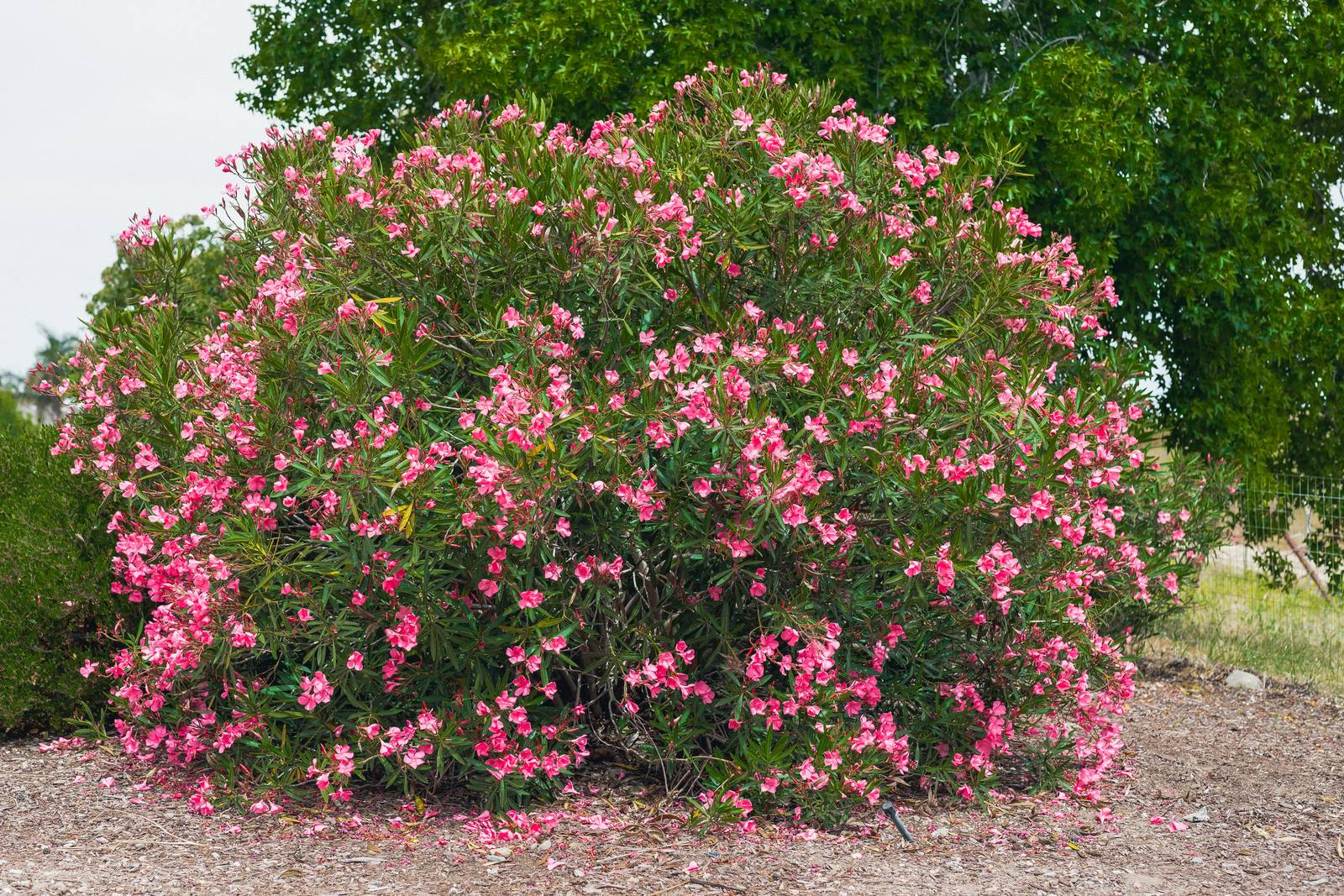 I fiori di oleandro sono tipicamente rosa e in alcuni casi gradevolmente profumati. I fiori di oleandro sono tipicamente rosa e in alcuni casi gradevolmente profumati.