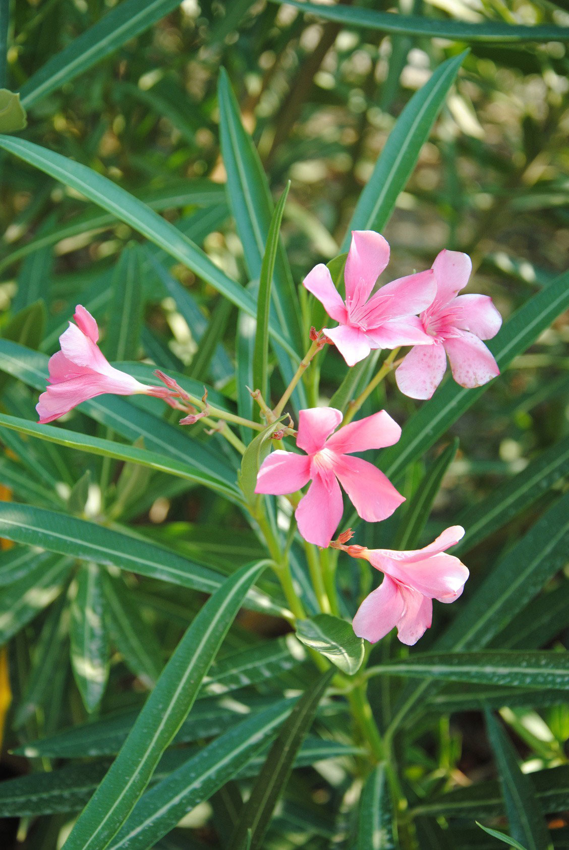 Nonostante la sua bellezza, l'oleandro è una pianta molto velenosa anche per gli animali domestici. Nonostante la sua bellezza, l'oleandro è una pianta molto velenosa anche per gli animali domestici.