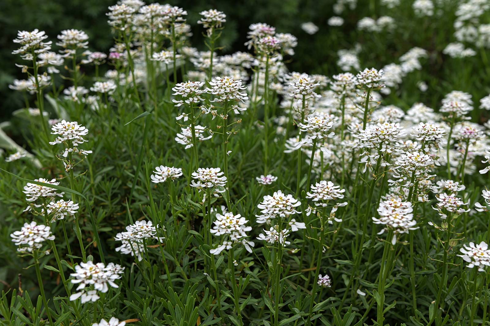 L'iberis è una pianta rustica da esterno, a bassa manutenzione. L'iberis è una pianta rustica da esterno, a bassa manutenzione.
