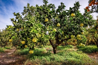 Pomelo