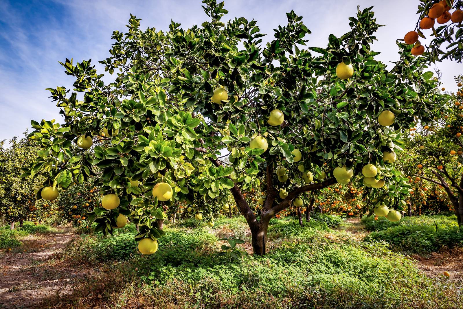 Il pomelo cresce preferibilmente in piena terra, ma si può far crescere anche in vaso. Il pomelo cresce preferibilmente in piena terra, ma si può far crescere anche in vaso.