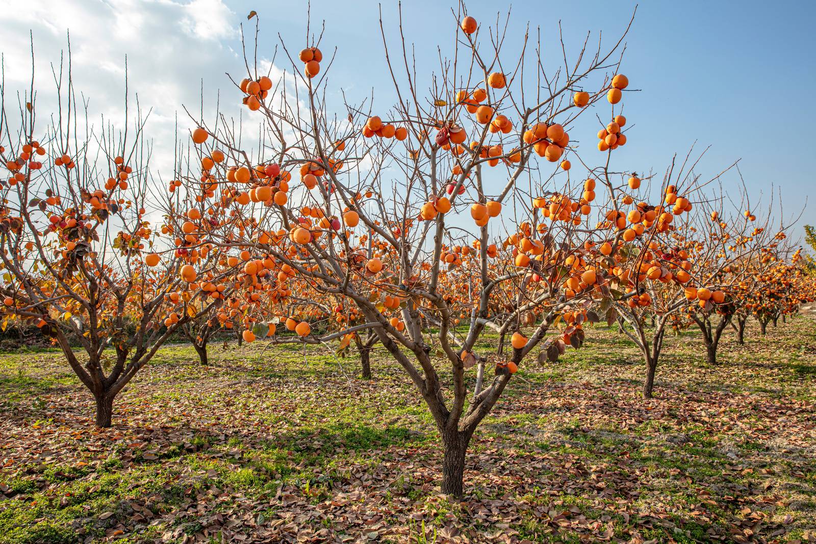 I cachi si raccolgono a partire dall'autunno inoltrato, fino anche a dicembre per alcune varietà. I cachi si raccolgono a partire dall'autunno inoltrato, fino anche a dicembre per alcune varietà.