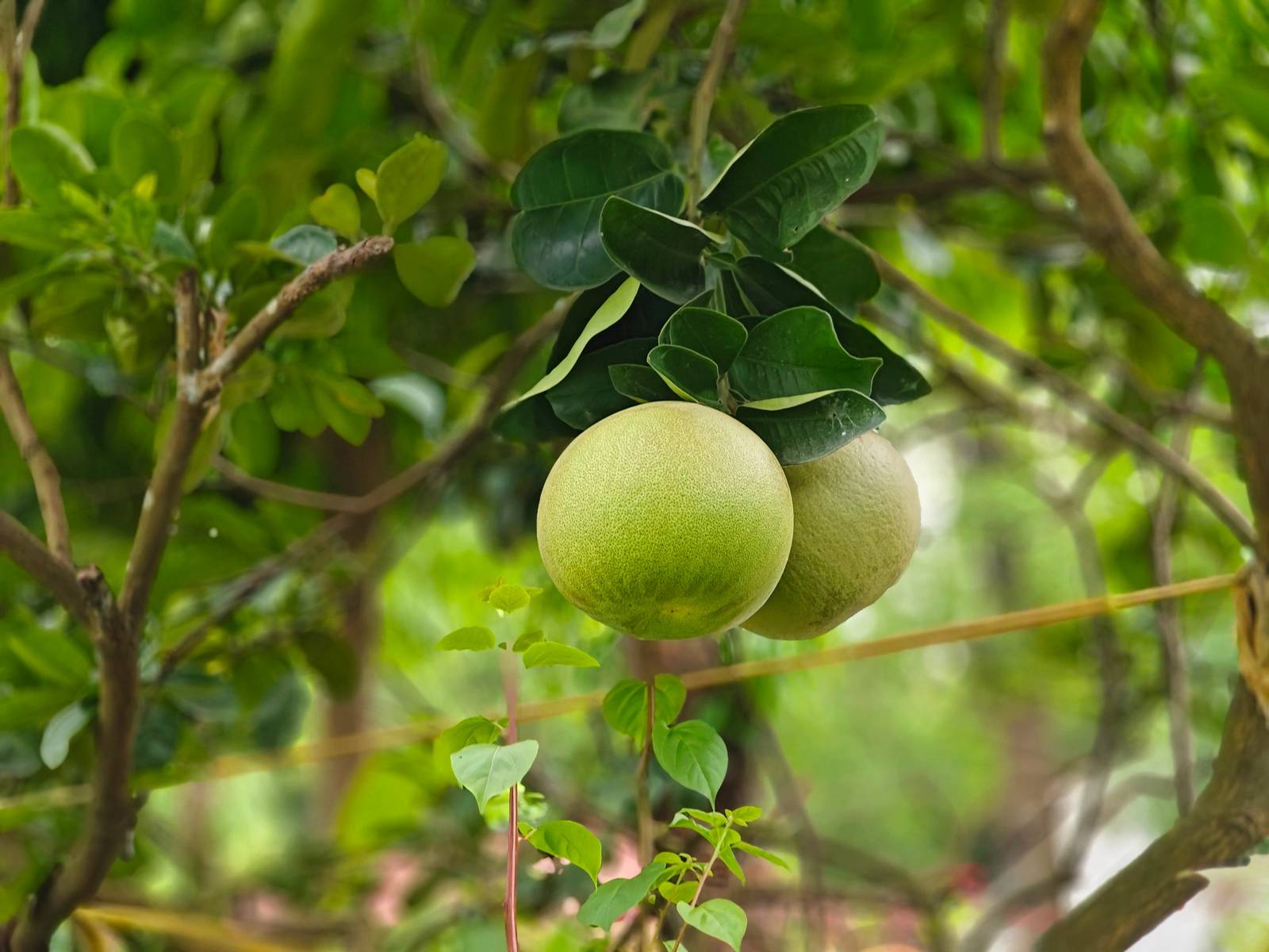 Il frutto del pomelo contiene moltissime vitamine e poche calorie. Il frutto del pomelo contiene moltissime vitamine e poche calorie.