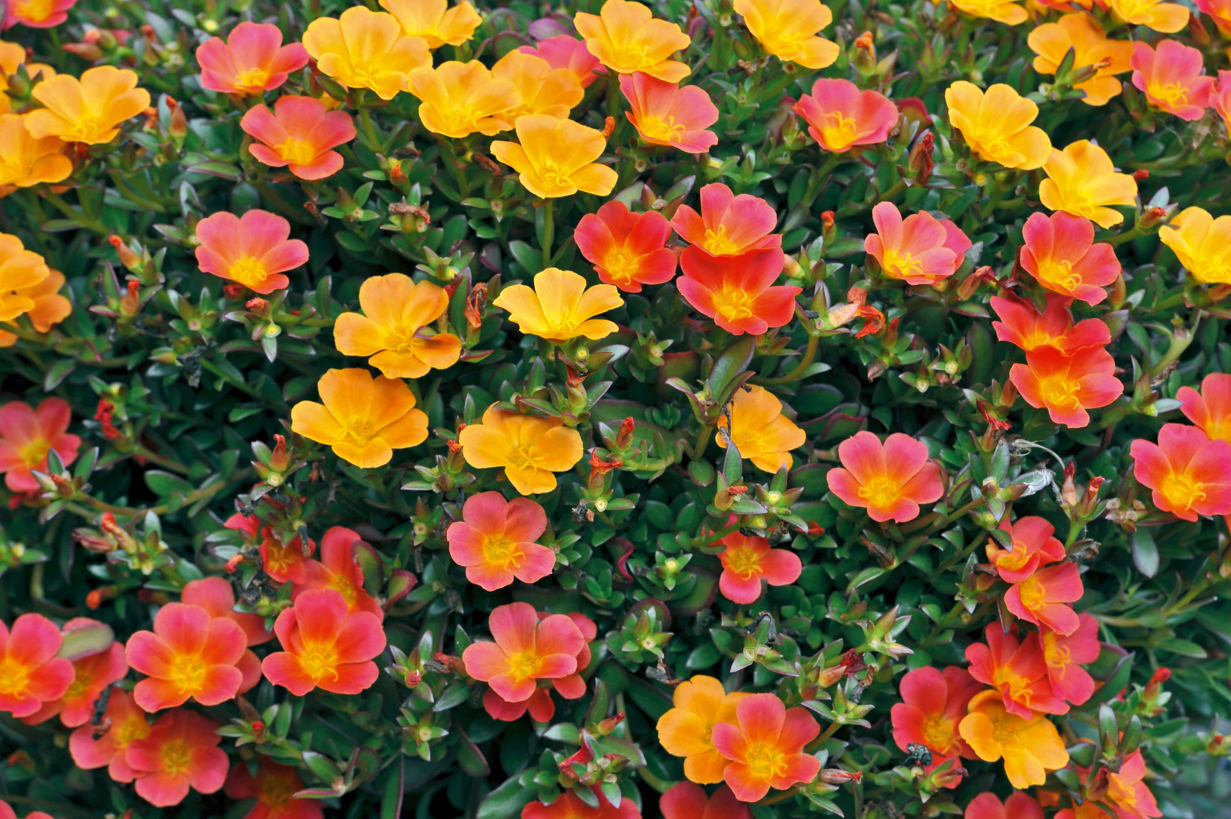 Portulaca grandiflora genera bellissimi fiori a forma di coppa, semplici, semidoppi o doppi, variamente colorati. Portulaca grandiflora genera bellissimi fiori a forma di coppa, semplici, semidoppi o doppi, variamente colorati.