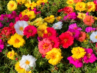 La portulaca è disponibile in tante varietà di colori, che vanno dal rosso all’arancione, dal rosa al giallo canarino fino al bianco candido. La portulaca è disponibile in tante varietà di colori, che vanno dal rosso all’arancione, dal rosa al giallo canarino fino al bianco candido.