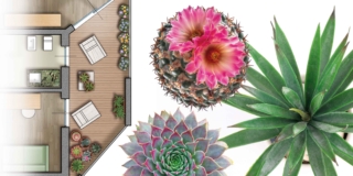 progetto per balcone pianta irregolare con cactus e altre piante grasse