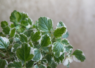 Plectranthus,Coleoides,Variegated,Foliage,,Scented,Leaves,Plant,,Incienso,,On,Wooden