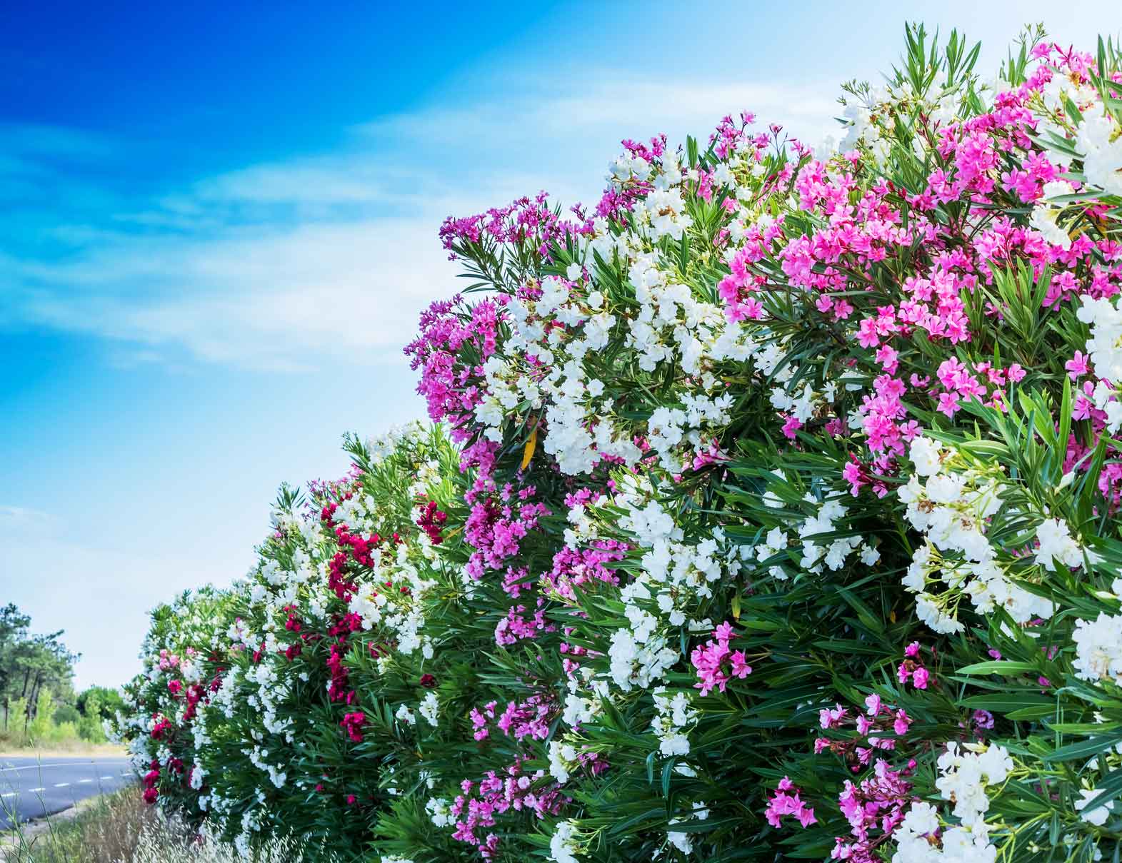 L'oleandro è una pianta da esterno perché riesce a svernare all’aperto senza bisogno di essere ritirato. Basta accostarlo al muro e proteggerlo con un foglio di tnt. L'oleandro è una pianta da esterno perché riesce a svernare all’aperto senza bisogno di essere ritirato. Basta accostarlo al muro e proteggerlo con un foglio di tnt.