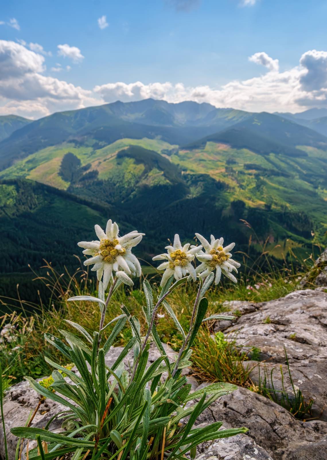 La stella alpina è il fiore emblema degli ambienti montani. La stella alpina è il fiore emblema degli ambienti montani.