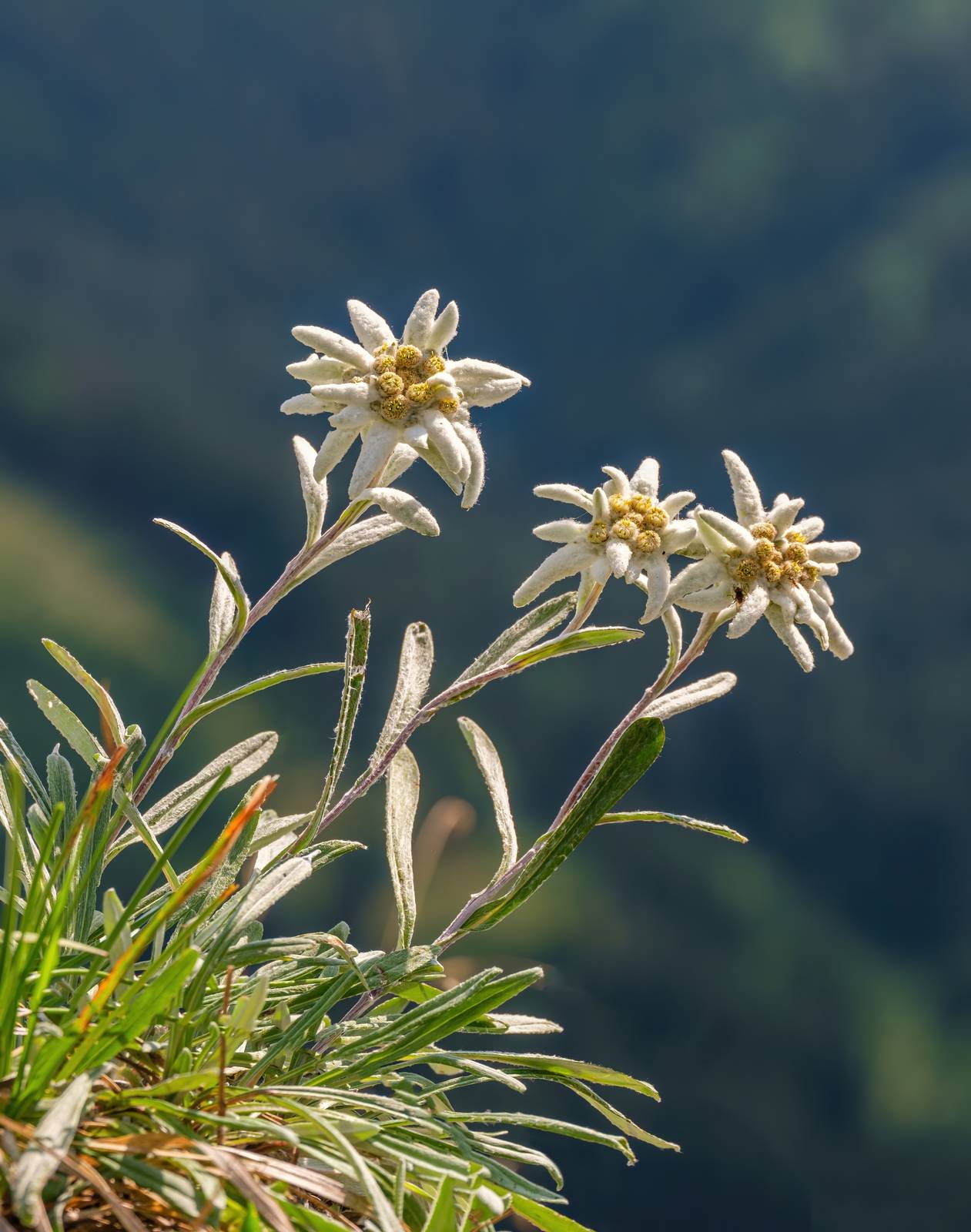 La stella alpina cresce preferibilmente in piena terra, in substrati perfettamente drenati. La stella alpina cresce preferibilmente in piena terra, in substrati perfettamente drenati.