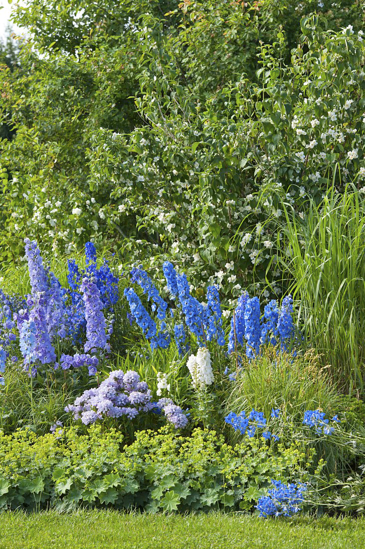 In giardino, i delphinum si riconoscono per il portamento eretto e le infiorescenze raccolte in lunghe spighe colorate. In giardino, i delphinum si riconoscono per il portamento eretto e le infiorescenze raccolte in lunghe spighe colorate.