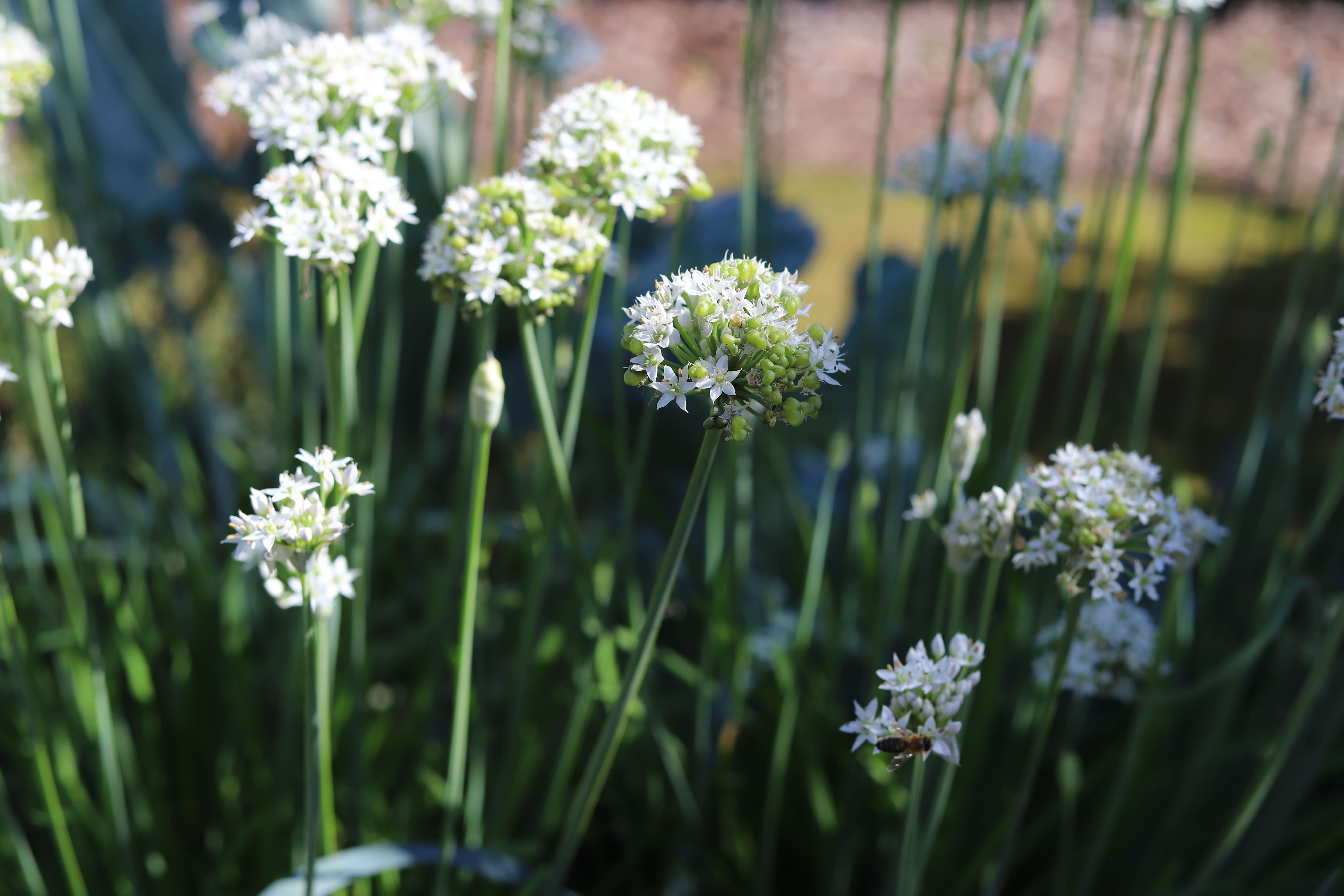 L'aglio produce caratteristiche infiorescenze bianche poco decorative (a differenza dell'aglio ornamentale).