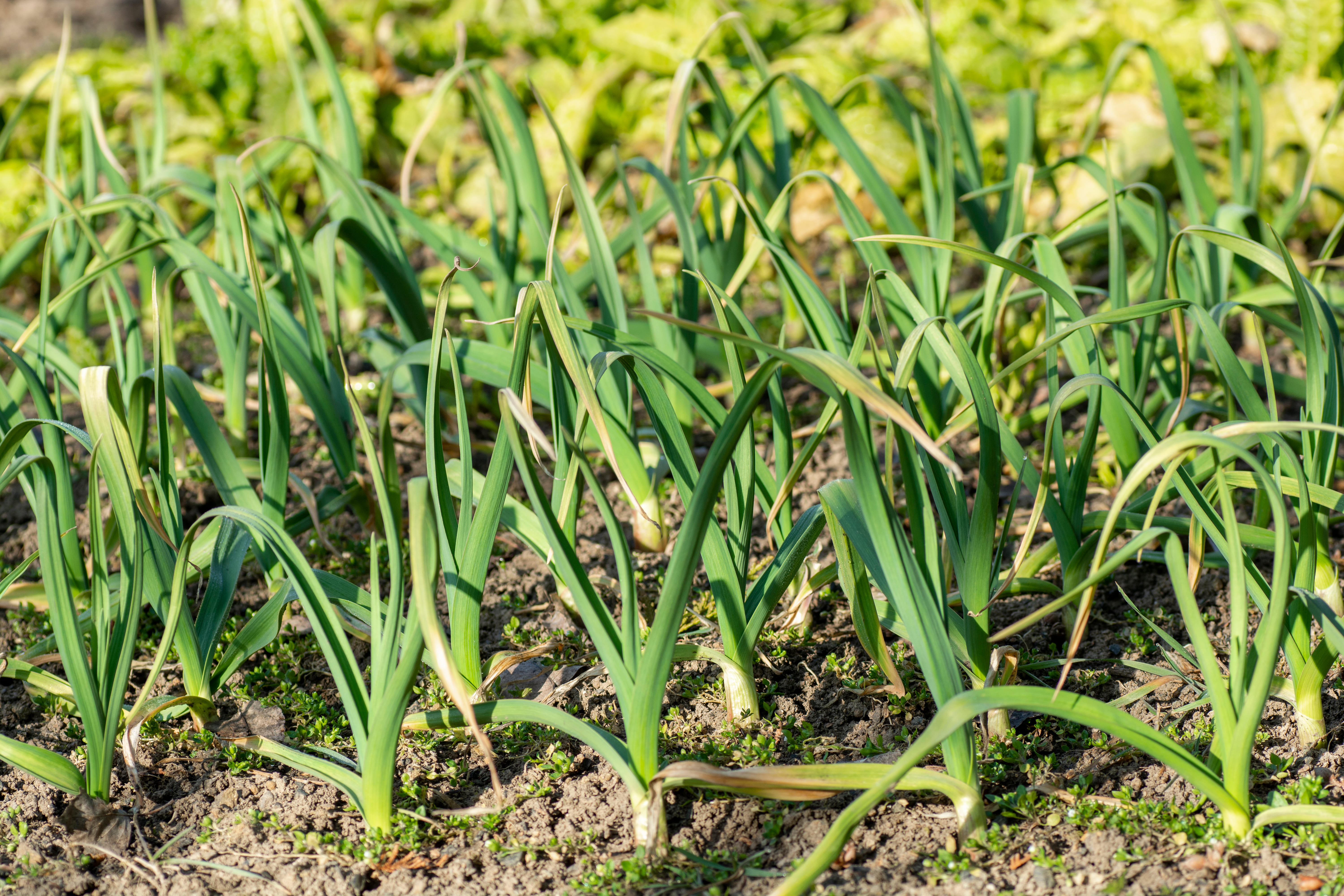 L'aglio viene coltivato principalmente in orto (come mostrato in foto), ma è possibile anche farlo crescere in vasi adeguati.