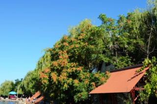 Albero del Paradiso o ailanto