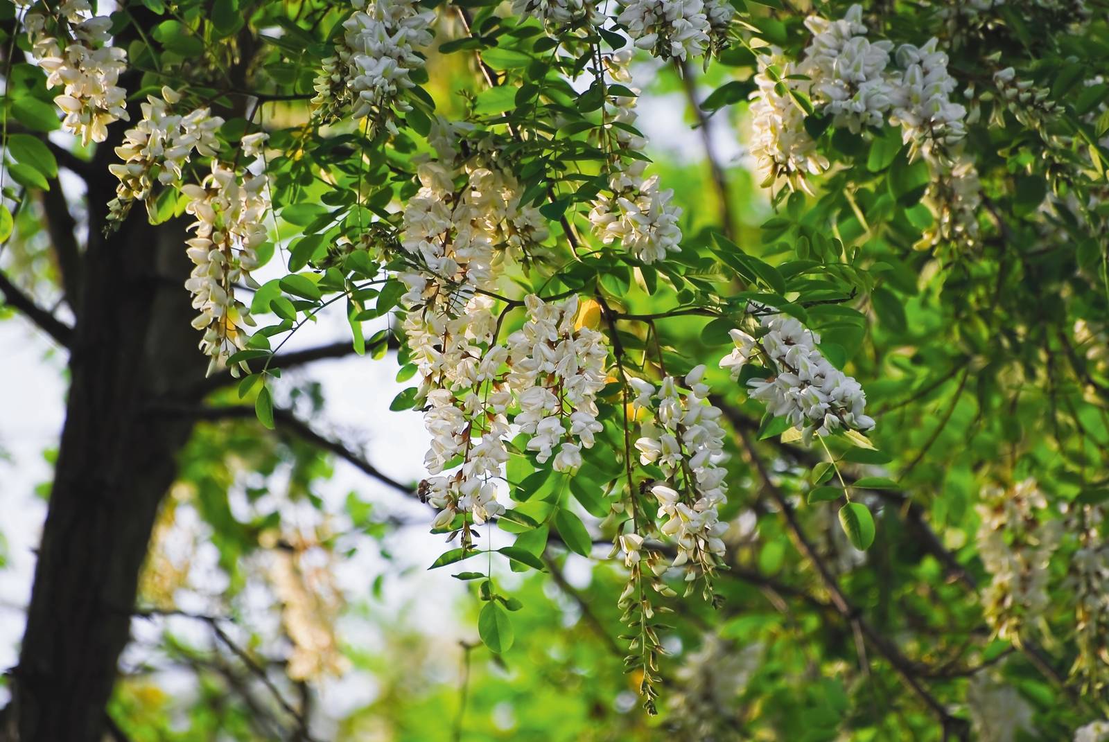 I fiori di acacia hanno virtù antispastiche ed emollienti e sono anche buonissimi in cucina (ad esempio per un'insolita frittura). I fiori di acacia hanno virtù antispastiche ed emollienti e sono anche buonissimi in cucina (ad esempio per un'insolita frittura).