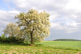 Acacia o robinia