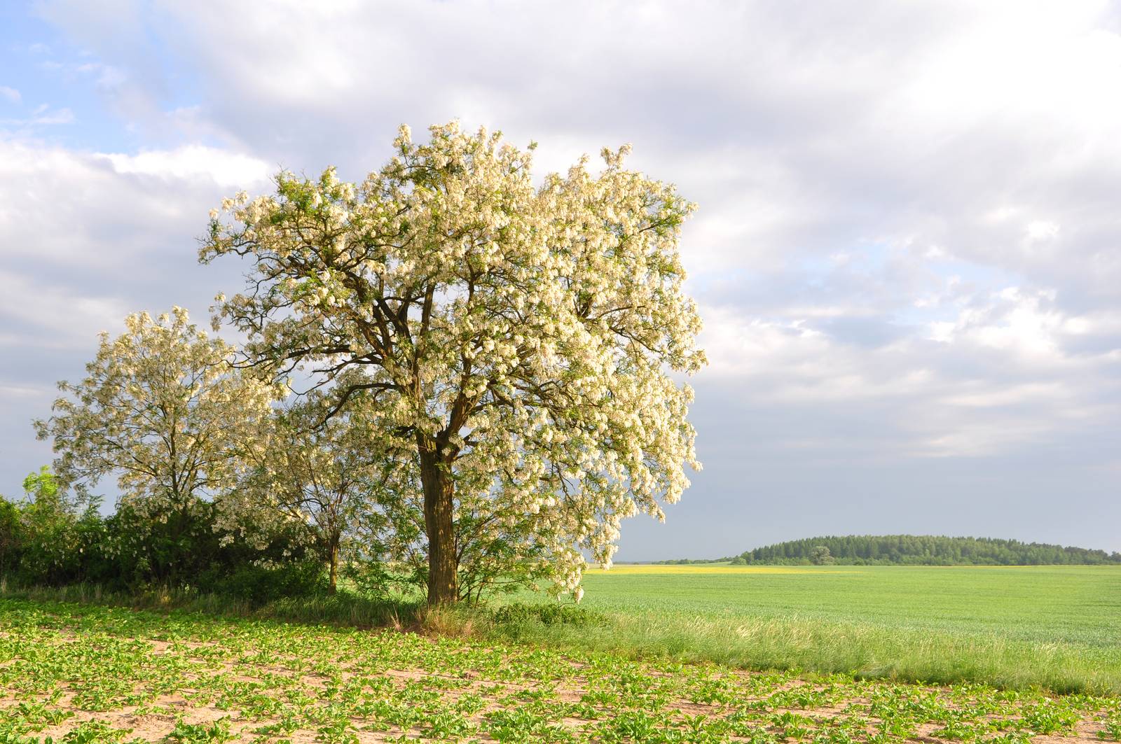 L'acacia è un albero rustico, che richiede pochissima manutenzione e non va potato. L'acacia è un albero rustico, che richiede pochissima manutenzione e non va potato.