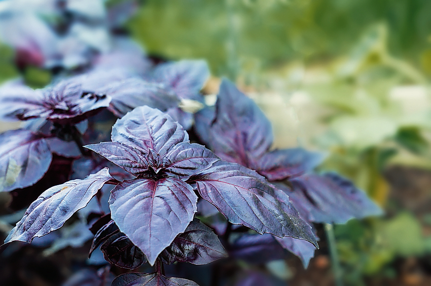 In foto, il basilico "African Blue".