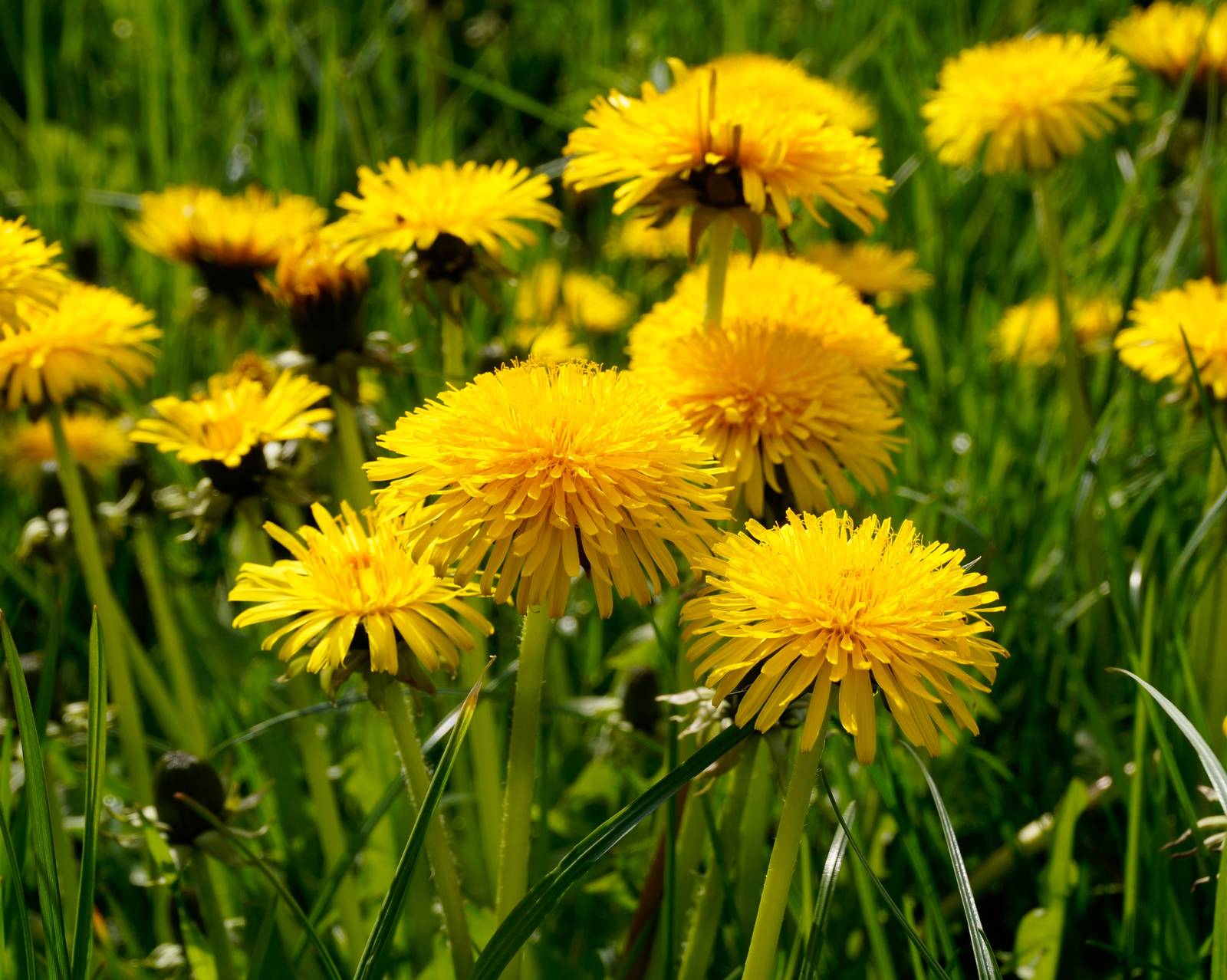 Sebbene spesso considerata un'erbaccia infestante, il tarassaco è un bel fiore dai petali ligulati e dalla fioritura gialla allegra e vivace. Sebbene spesso considerata un'erbaccia infestante, il tarassaco è un bel fiore dai petali ligulati e dalla fioritura gialla allegra e vivace.