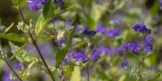 Caryopteris