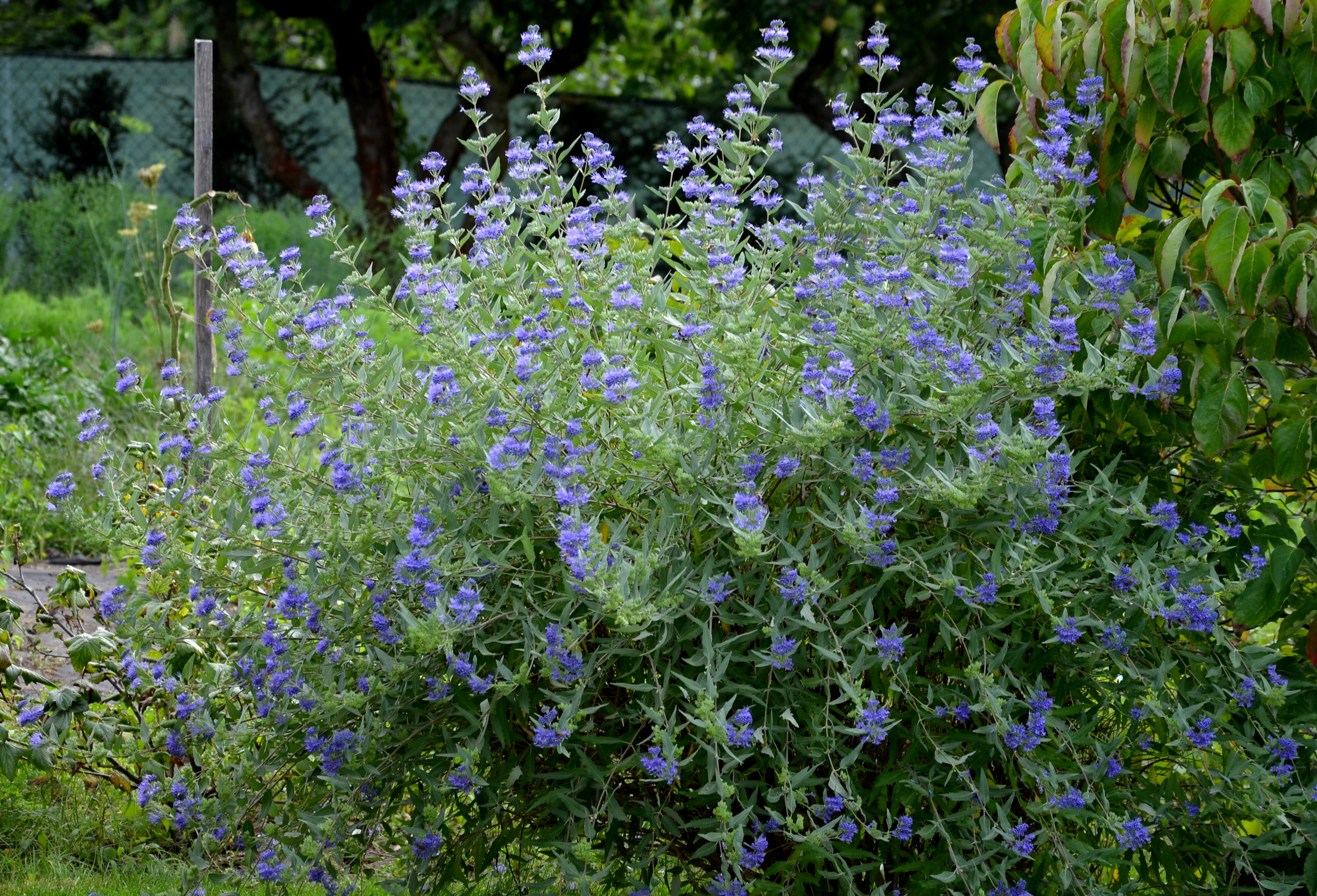 In giardino, caryopteris sa creare incantevoli e folti cespugli a bassa manutenzione. In giardino, caryopteris sa creare incantevoli e folti cespugli a bassa manutenzione.