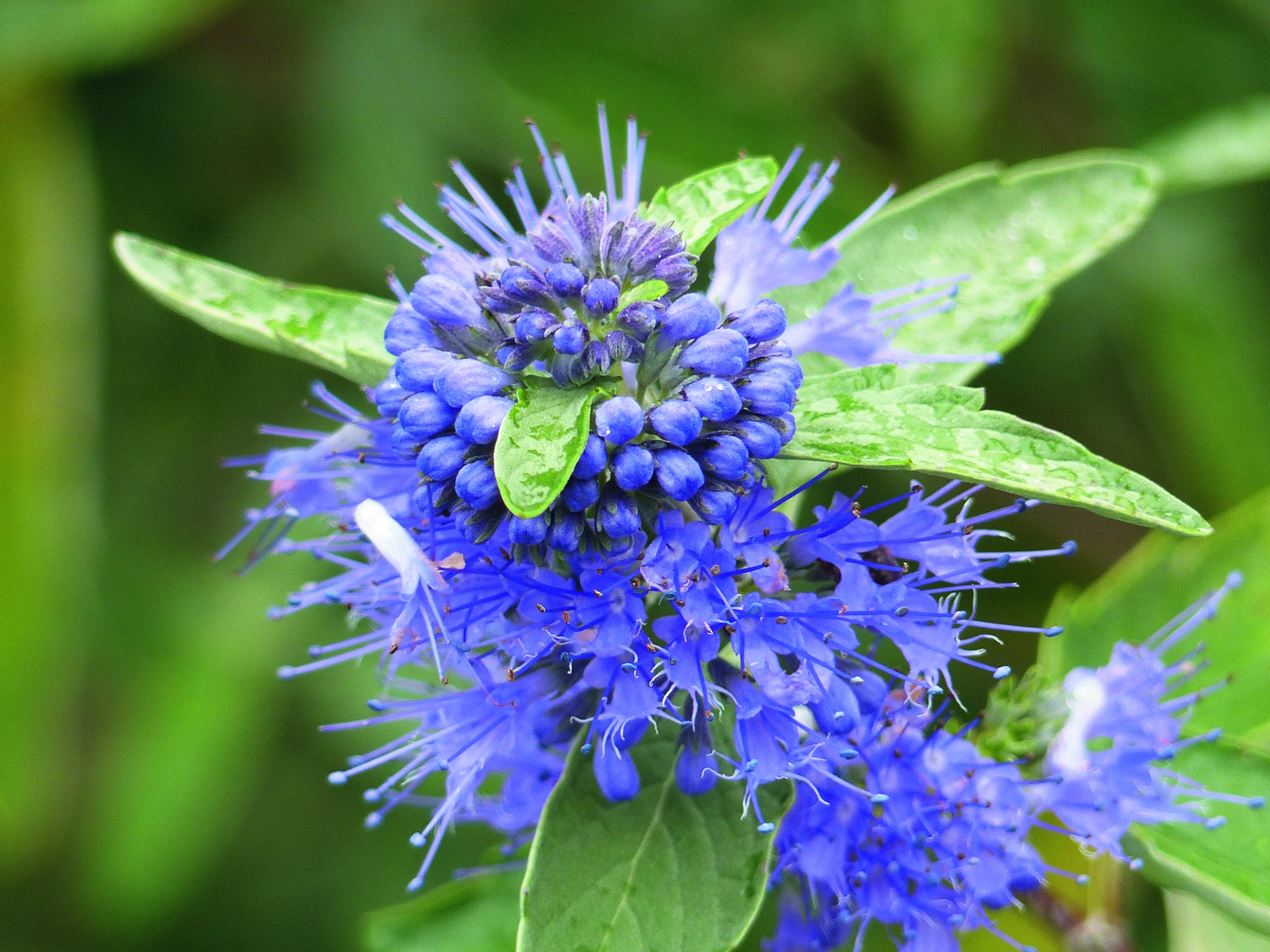 Un delicato fiore di caryopteris dalle tipiche tonalità blu intense. Un delicato fiore di caryopteris dalle tipiche tonalità blu intense.